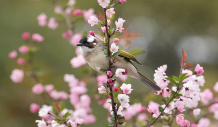 春寒過后萬(wàn)象新